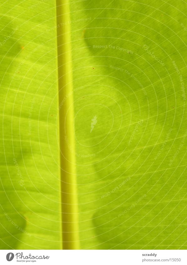 banana leaf Banana Leaf Banana leaves Green Lighting Palm frond Sun