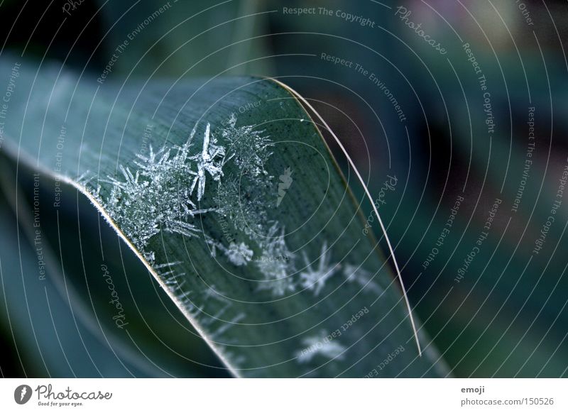 crystals Leaf Green Nature Plant Frost Cold Frozen Macro (Extreme close-up) Close-up cold snap Rope Crystal structure