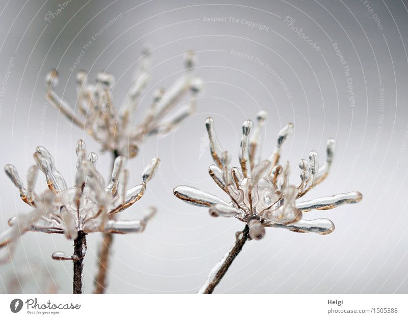 bizarre winter flowers... Environment Nature Plant Winter Ice Frost Blossom Wild plant Meadow Stand Faded To dry up Old Esthetic Authentic Exceptional