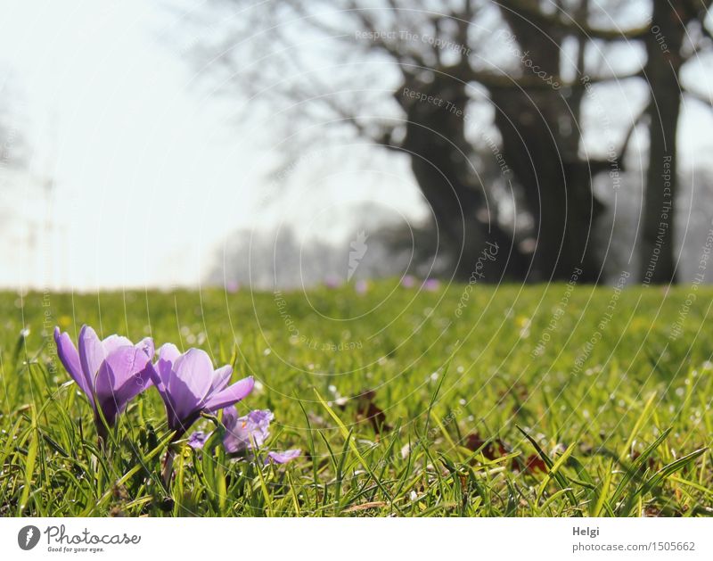 spring meadow Environment Nature Landscape Plant Sky Spring Beautiful weather Tree Flower Grass Blossom Foliage plant Park Blossoming Illuminate Growth Esthetic