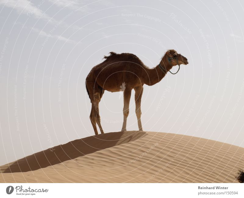 Camel up Dromedary Desert Dune Sand Sahara Mammal friendly camel