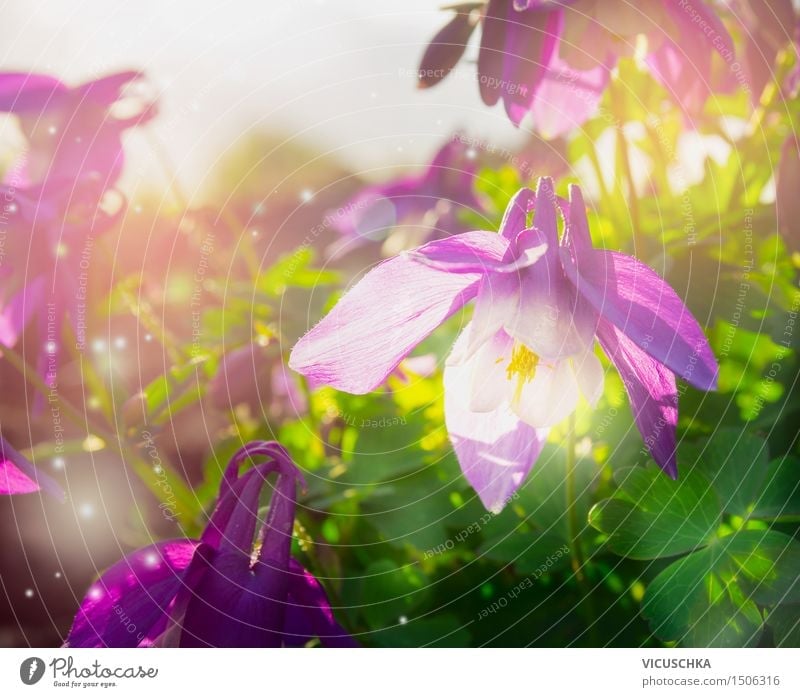 Spring flowers in the garden Design Summer Garden Nature Plant Beautiful weather Flower Park Blossoming Yellow Pink Joy Spring fever Aquilegia