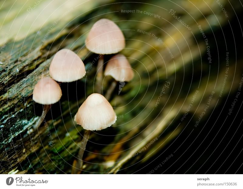 Shrooms Plant Bulb Botany Autumn Macro (Extreme close-up) Close-up mushroom cap mycology Mushroom tree trunk forest man in the woods Multiple edible mushroom