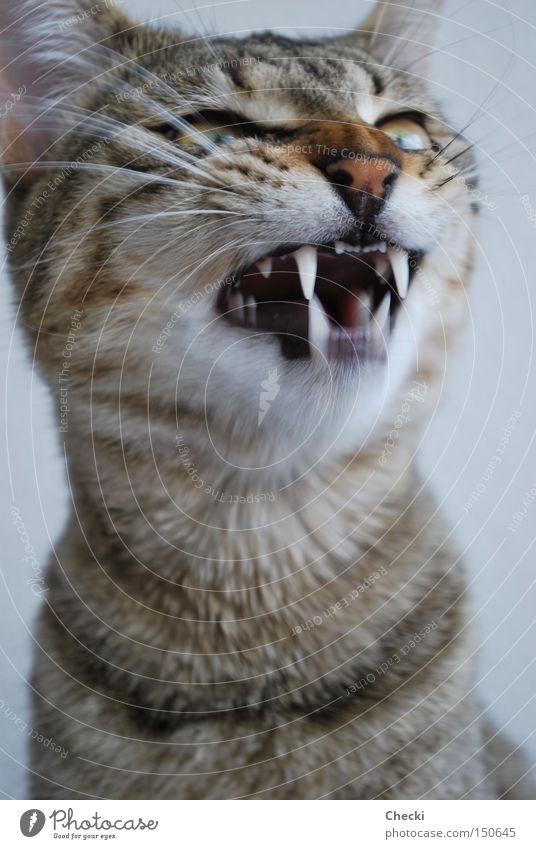 Wild House Tiger Cat Pet Snarl Show your teeth Domestic cat Wild animal Mammal yell pets mackerelled