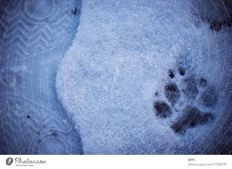 Outside at home Tracks Converse Together Wolf Dog Snow Wilderness Animal Human being Footprint Freedom Adventure Winter Mammal Feet Exterior shot