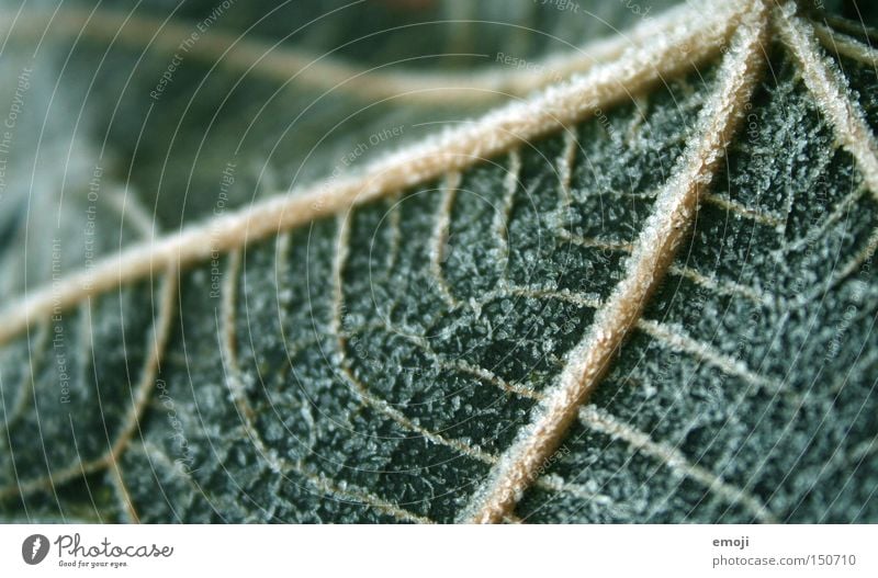 veins Leaf Nature Plant Frost Cold Frozen Green Vessel Macro (Extreme close-up) Close-up cold snap Rope