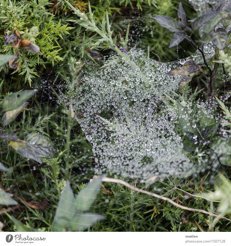 mosquito trampoline Plant Animal Drops of water Flower Grass Moss Leaf Wild plant Deserted Fresh Brown Green White Spider's web Damp Colour photo Subdued colour