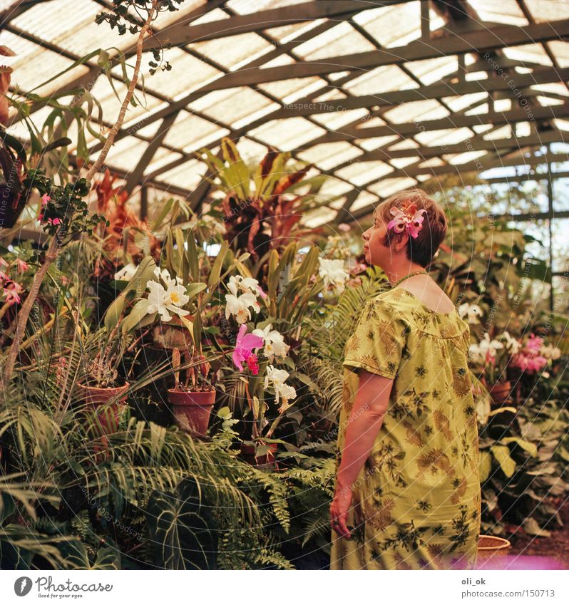 flower power Garden Woman Adults Flower Orchid Park Romance Seventies Greenhouse Market garden Dreamily Hippie Iconic The fifties Colour photo Interior shot Day