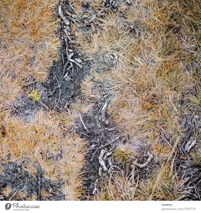Total on the ground Nature Plant Earth Grass Moss Wild plant Brown Yellow Gray Black Knoll Branch Lichen Colour photo Subdued colour Exterior shot Close-up