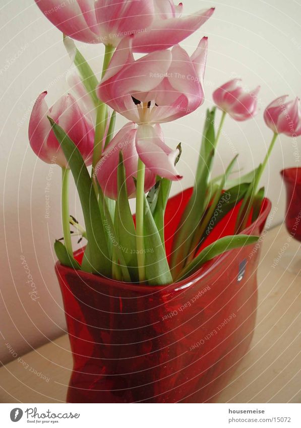 tulip Flower Tulip Red Water gafäß