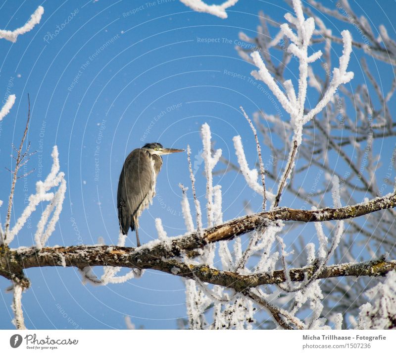 Heron in tree Winter Snow Environment Nature Animal Sky Sunlight Weather Beautiful weather Ice Frost Tree Wild animal Bird Animal face Wing 1 Observe Relaxation
