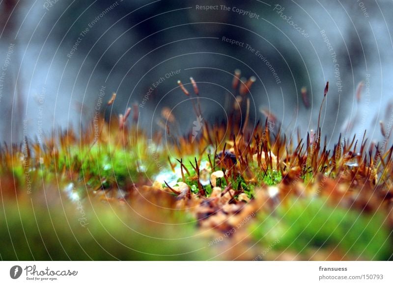 tomb whispering Moss Growth Detail Grass Close-up Cold Green Sprout Plantlet Autumn Macro (Extreme close-up) Blur Limp