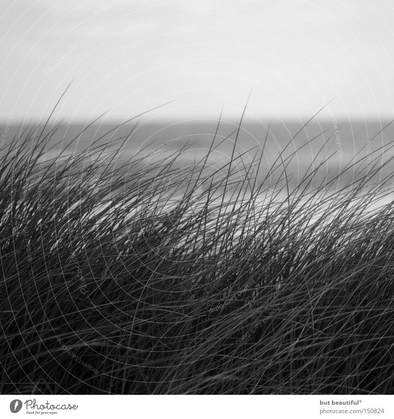 sylter days° Sylt Gray Common Reed Hope Wind Grass Black & white photo Ocean Autumn Loneliness Beautiful Beach Coast Sadness