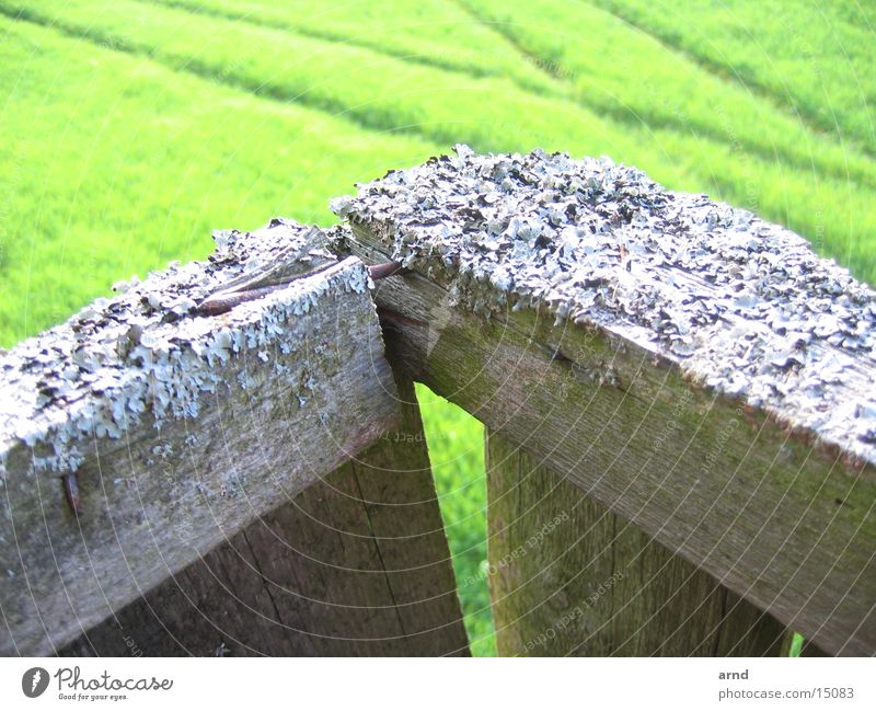 high seat I Hunting Blind Field Green Wood Nail Blur Animal tracks Meadow Grass Tracks Derelict Lichen shuttering Wooden board Plant