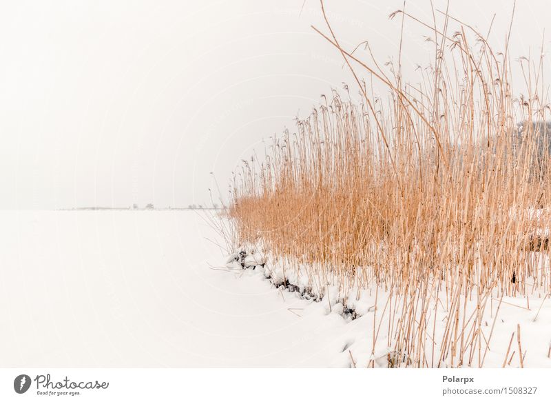 Rushes at wintertime Winter Snow Nature Landscape Plant Wind Fog Grass Park Pond Lake River Freeze Cool (slang) Natural Wild Brown White reed Frost cold