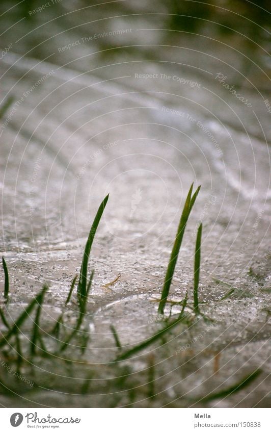 immured Ice Grass Blade of grass Puddle Frozen Frost Cold Winter Clink Green Snow