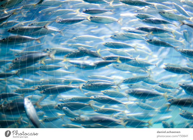 fish soup Sardine Fish Aquarium Shoal of fish Quantity Multiple Ocean Water Dubai Trust quantity indication Many Group of animals