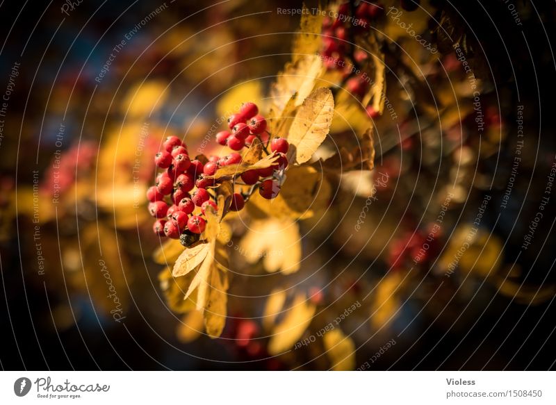 Spiraeoideae, or what? Plant Tree Faded Yellow Red Rawanberry Autumn Gold Illuminate Poison Leaf Berries Sunlight