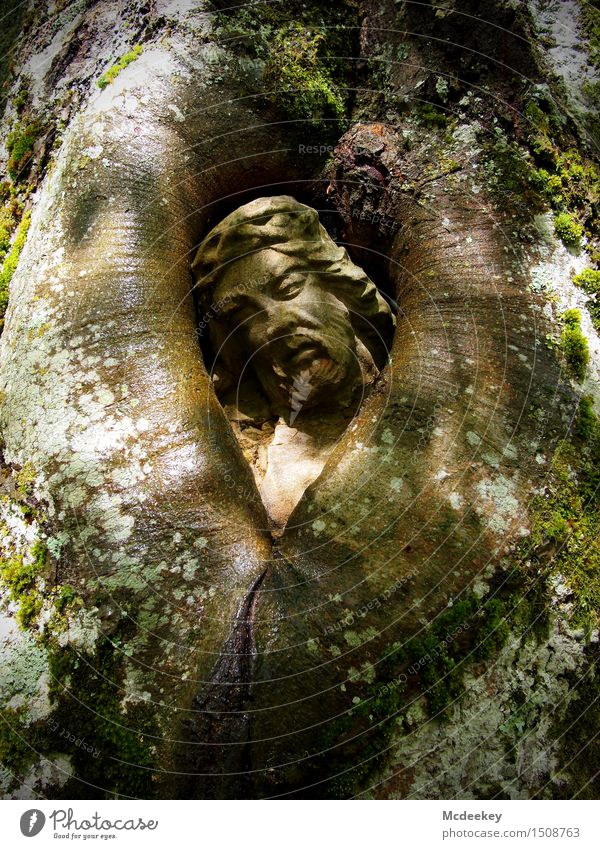 Balz Lord Human being Masculine Young man Youth (Young adults) Head Face 1 Art Sculpture Environment Nature Plant Sun Summer Tree Moss Foliage plant Wild plant