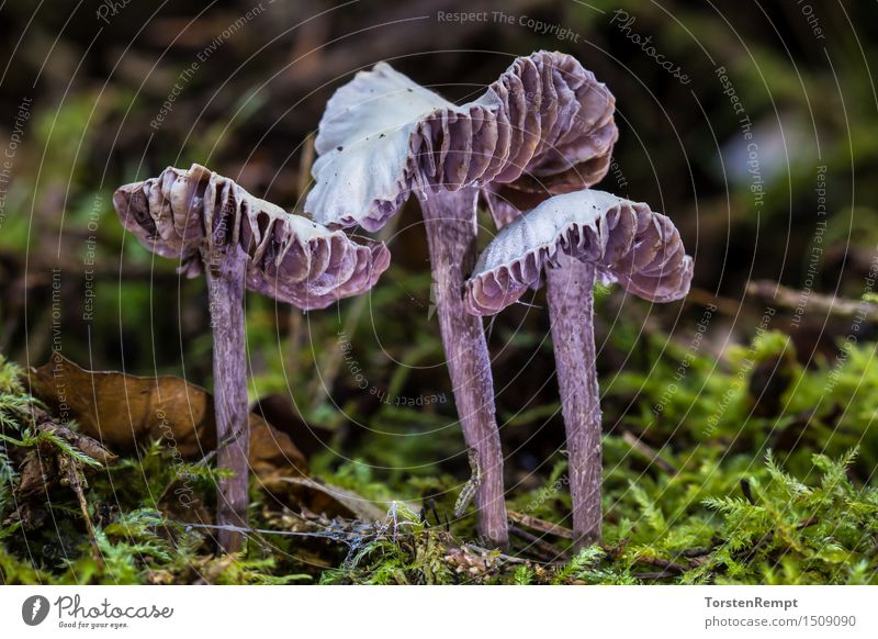 Violet Lacquer Funnelling Moss Forest amethyst blue mushroom-like heather truffle relatives Hydnangiaceae Laccaria Laccaria amethystea lacquer funnel