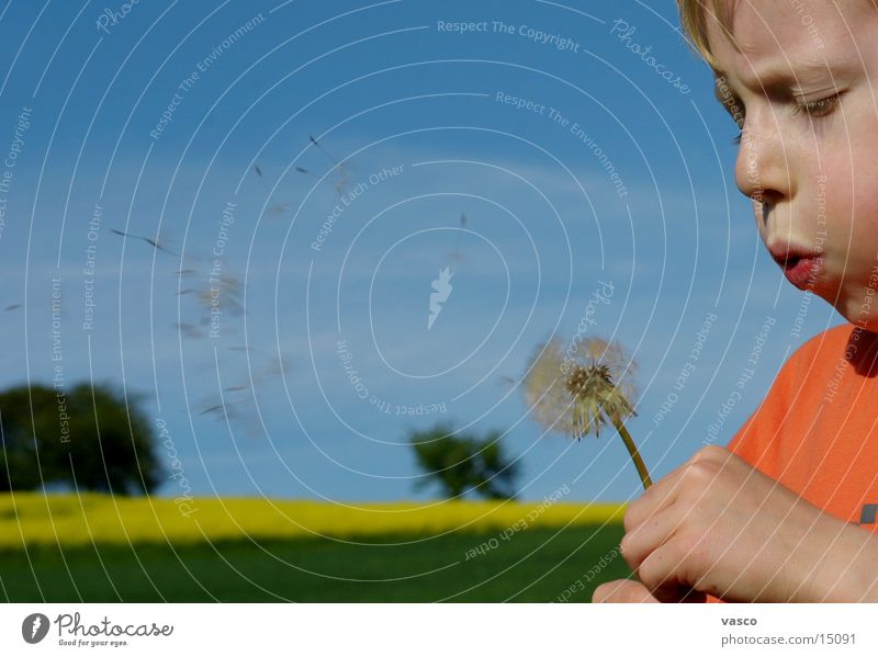 dandelion Child Dandelion Blow Boy (child)