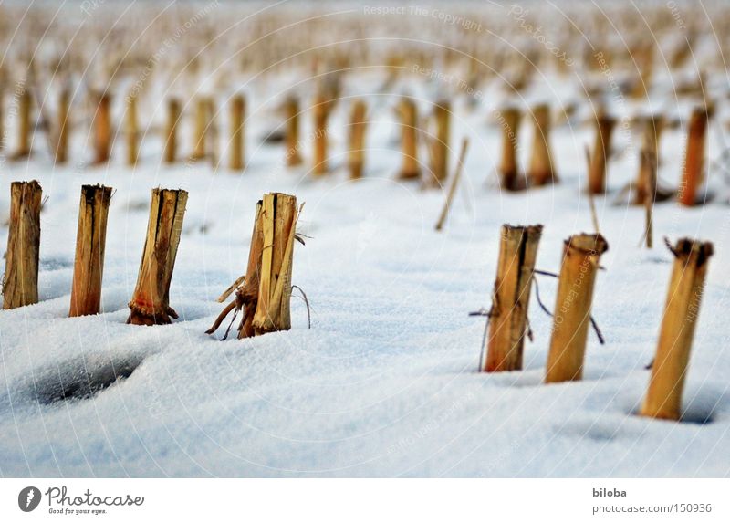 Maize_Sculptures Maize field Winter Snow Cold Old Loneliness Field Stopper Harvest Ground Cute Grief Distress Fallow land