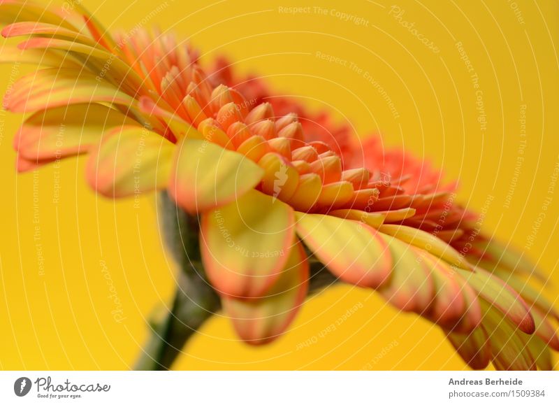 Gerbera Beautiful Summer Nature Flower Fresh Bright Yellow Red White daisy gerber background gerberas Floral orange blooming daisies water Beauty Photography