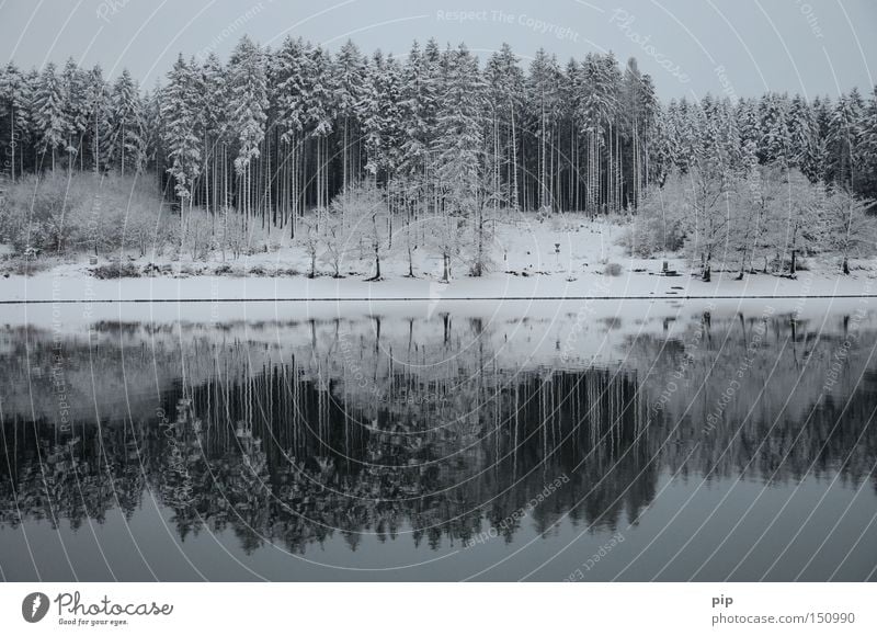 water level Lake Water Reflection Lakeside Forest Tree Winter Snow Ice Cold Frost Dark Shadow Calm Loneliness Nature
