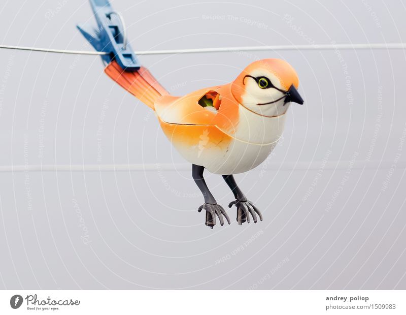 broken bird Rope Pet Bird Zoo 1 Animal Toys Playing Break Clothes peg string Fishing line orange attached Colour photo Deserted Shallow depth of field