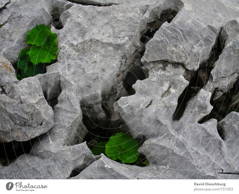 cracks in the ground Colour photo Detail Structures and shapes Morning Day Light Shadow Contrast Bird's-eye view Mountain Nature Plant Spring Summer Autumn