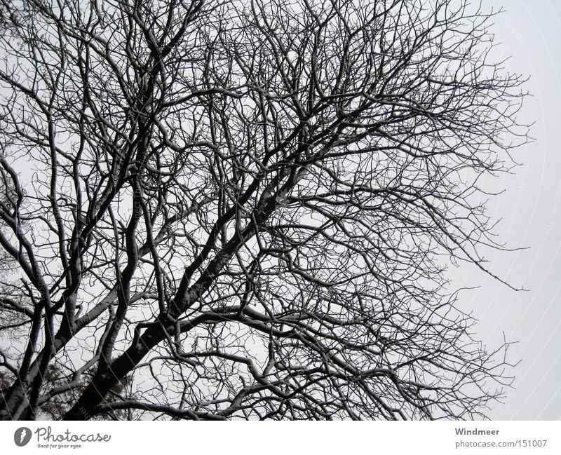 Black on grey Tree Branchage Bushes Bleak Cold Snow Wood flour Forest Winter Twig