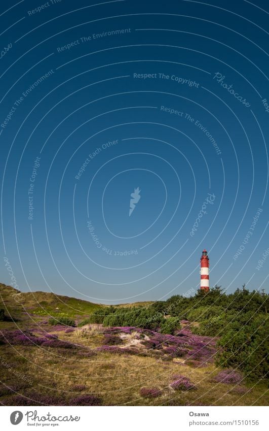 Amrum / Lighthouse Environment Nature Landscape Plant Sky Cloudless sky Summer Heather family Vacation & Travel Beach dune Deserted Summer vacation Colour photo
