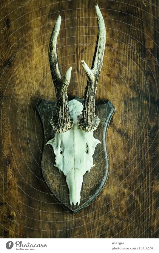 Gallery of ancestors - The antlers of a roebuck hanging on a wooden wall Leisure and hobbies Wild animal Animal face 1 Brown White Frustration Revenge Whimsical