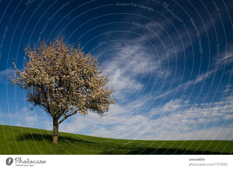 peaceful Tree Clouds Apple tree Pear tree Pol-filter Meadow Green Branch Tree trunk Grass Growth Fruit Nutrition Spring Peace blossom spring Food