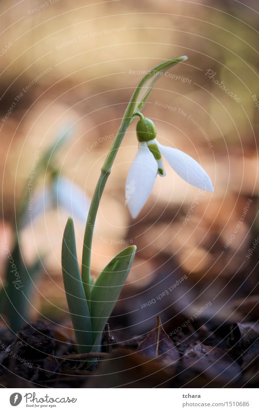 Snowdrop Beautiful Winter Garden Nature Plant Flower Tulip Leaf Blossom Wild plant Forest Fresh Natural Thin Green White spring snowdrops Botany background