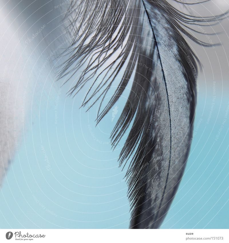 Abstract Soft Blue Feather Background Closeup Of Light And Dark