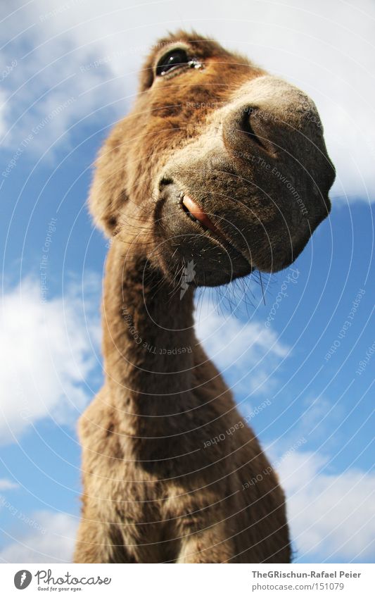 No ear donkey Lips Animal Sky Clouds Funny Perspective Donkey Neck Ear Eyes Nose Mammal Dog-ear Curiosity Laughter Grinning Long-necked Nostril el burro