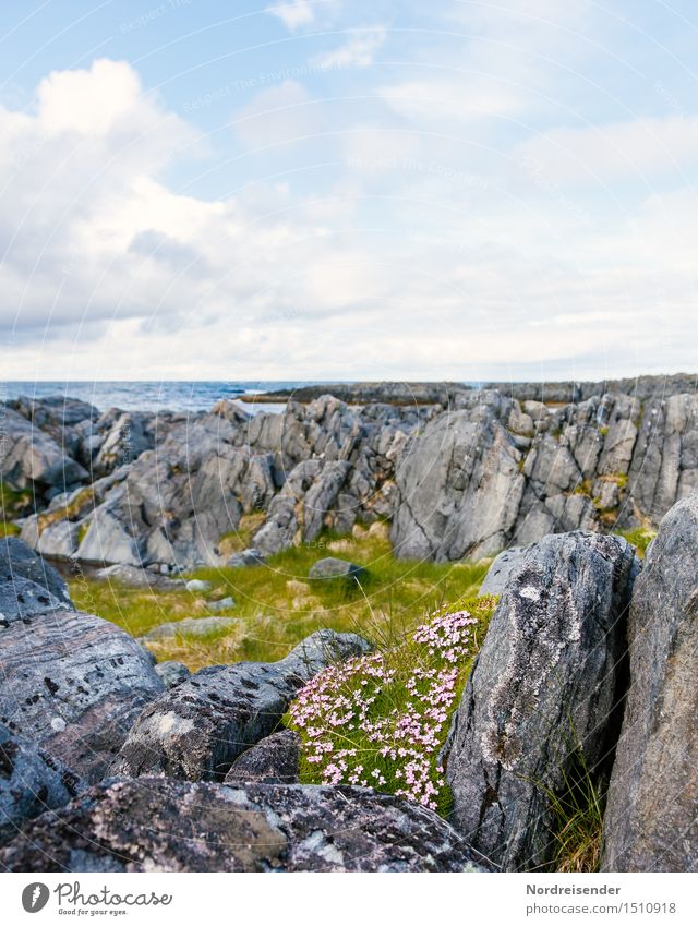 Summer at the Barents Sea Trip Far-off places Ocean Nature Landscape Plant Elements Sky Clouds Horizon Spring Beautiful weather Flower Grass Wild plant Rock