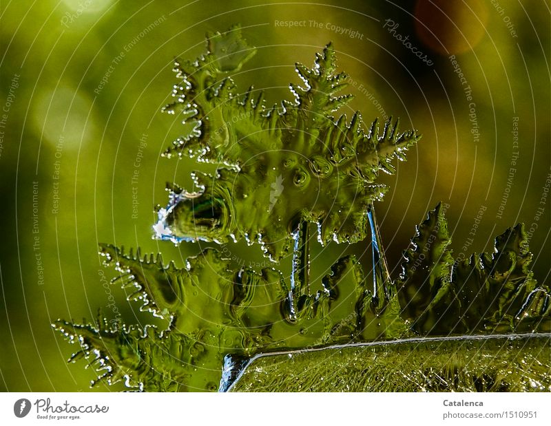 Green Ice Star Elegant Harmonious Meditation Environment Nature Elements Stars Climate Climate change Beautiful weather Frost Ice crystal Frostwork Water