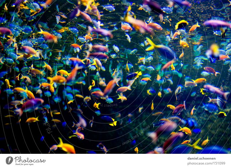 colorful fish soup Fish Multicoloured Colour Aquarium Shoal of fish Multiple Ocean Water Dubai Sporting event Competition Many Group of animals