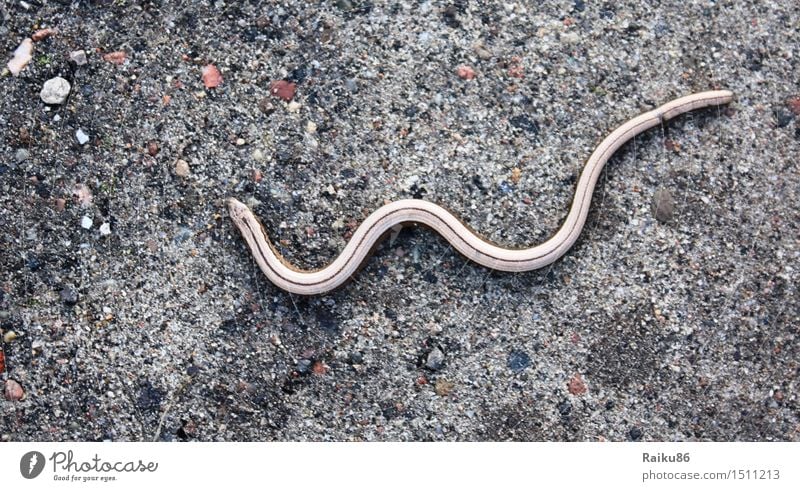 Blind Snake Nature Wild animal 1 Animal Freedom Slow worm Saurians Lateral fold lizards Colour photo Exterior shot Deserted Day
