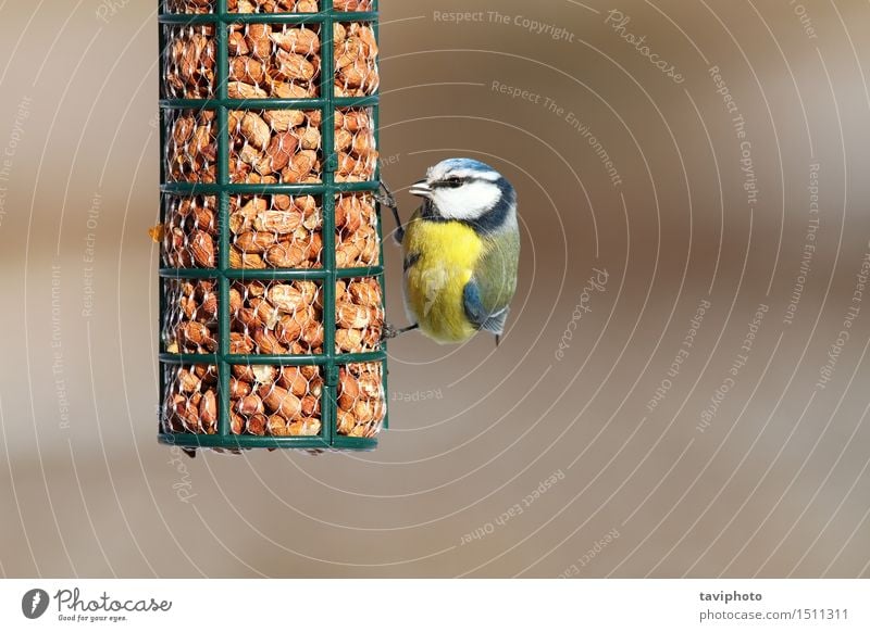 eurasian blue tit eating peanuts Eating Winter Garden Nature Animal Forest Bird Observe Feeding Sit Small Sustainability Natural Cute Wild Blue Yellow Black