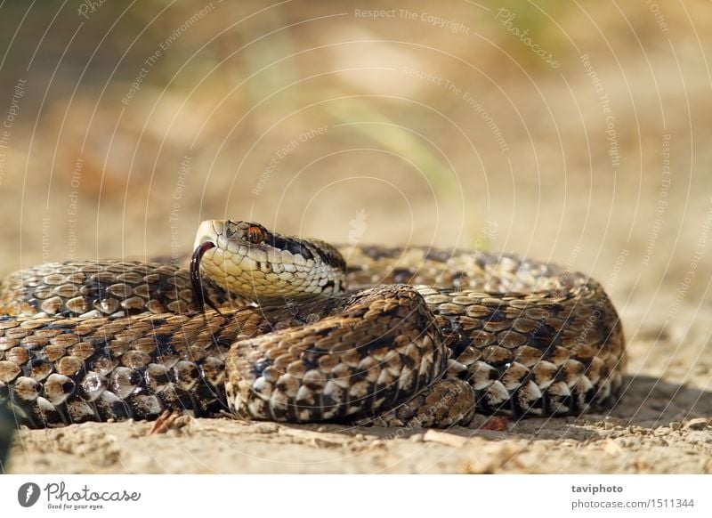 meadow adder on ground Beautiful Woman Adults Nature Animal Meadow Snake Wild Brown Fear Dangerous Colour rakosiensis ursinii vipera Viper Ground Reptiles