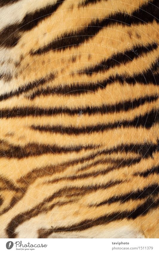 tiger real fur Style - a Royalty Free Stock Photo from Photocase