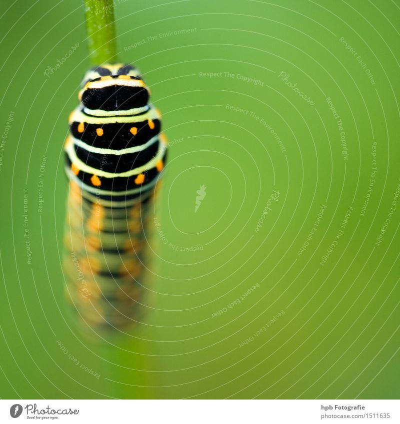 Caterpillar of dovetail (rear view) Nature Animal Summer Wild animal Butterfly Beetle 1 Movement Esthetic Exceptional Beautiful Small Green Moody Determination