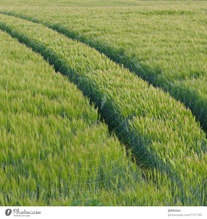 Our Daily Bread Cornfield A Royalty Free Stock Photo From Photocase