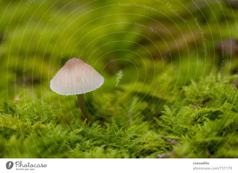 mushy Mushroom Hat Green Moss Damp Fertile Seed Blur Macro (Extreme close-up) Close-up Autumn Transience