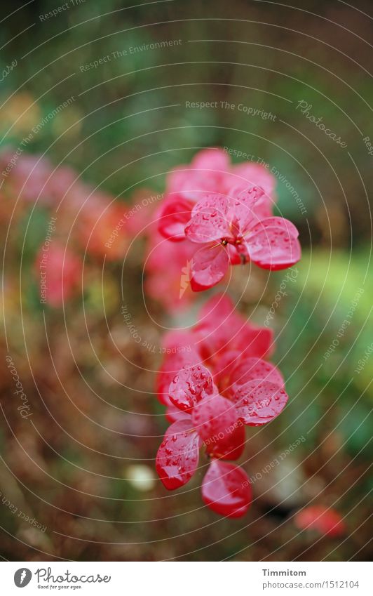Red-headed barbed thing. Plant Summer Garden Growth Wet Natural Brown Green Nature Drops of water Thorn Colour photo Exterior shot Close-up Deserted Day