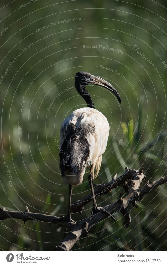 sacred ibis Vacation & Travel Trip Far-off places Freedom Environment Nature Animal Wild animal Bird Animal face Wing Ibis 1 Natural Colour photo Exterior shot