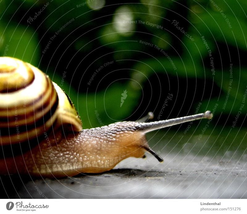 snail Snail Feeler House (Residential Structure) Snail shell Crawl Mucus Slowly Disgust